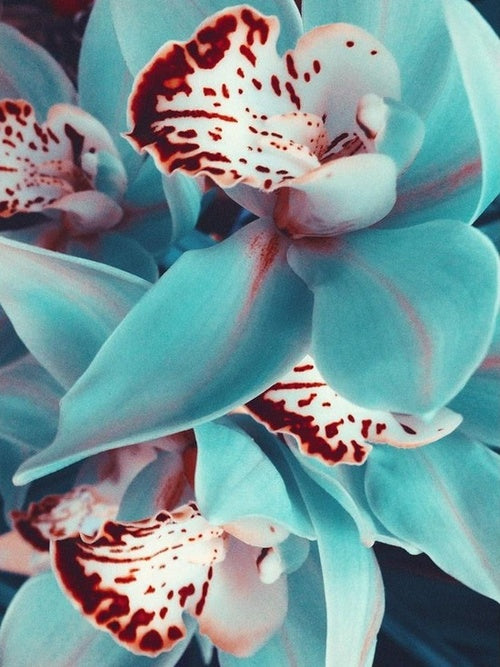 Blue Orchids